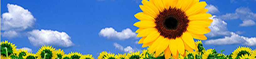 contact us photo of sunflower